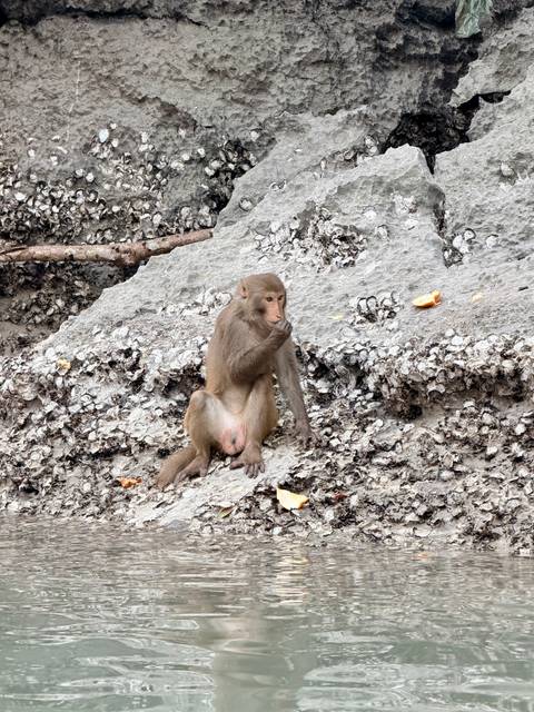       Wild macaque sitting on barnacle-covered rock licking food remnants
  