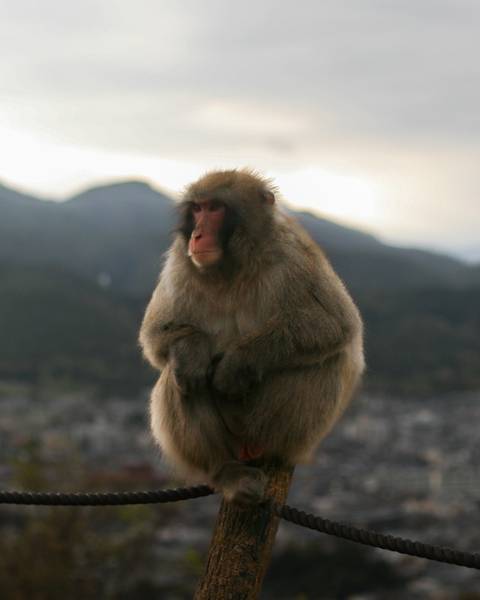       Close-up of Japanese macaque sitting with misty mountains in soft background light.
  