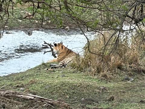       Wild Bengal tiger rests on grassy riverbank beside reflective waterhole in Ranthambore.
  