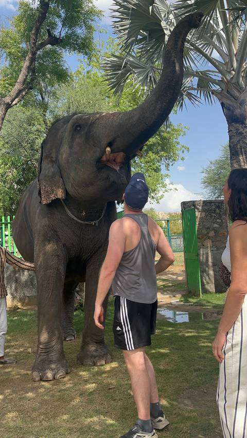       Traveler feeds or inspects a large domesticated elephant standing beside green gates.
  