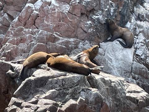       Group of sea lions lounging on rugged reddish coastal rocks with ocean spray marks.
  