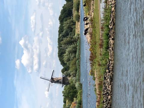       Traditional Dutch windmill beside a rural river with grazing cows and blue sky.
  