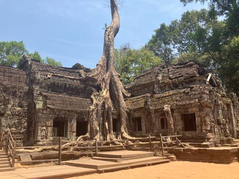      Massive tree roots enveloping ancient stone ruins at Ta Prohm temple under blue sky.
  