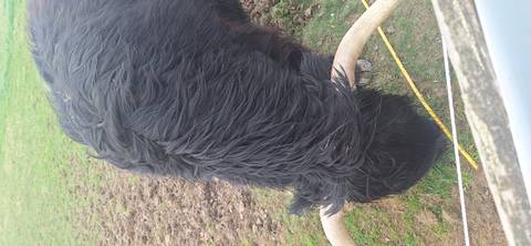       Close-up of shaggy black Highland cow bending to graze, long curved horns framing its head.
  