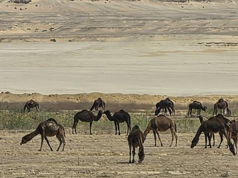       Camel herd grazes on sparse vegetation beside a dry desert lake bed.
  
