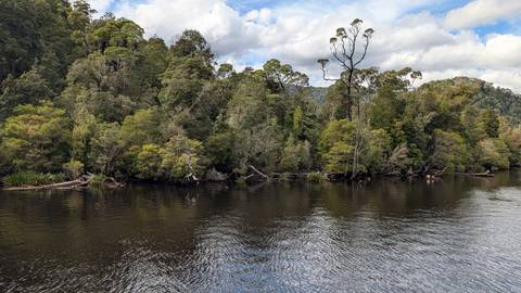       Calm river bordered by thick eucalyptus forest beneath a partly cloudy sky.
  