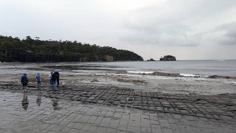       Visitors walking across tessellated rock pavement on a grey coastal day with forested headland behind.
  