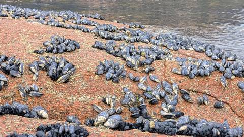       Cluster of black mussels attached to rust-coloured coastal rock beside tidal water.
  