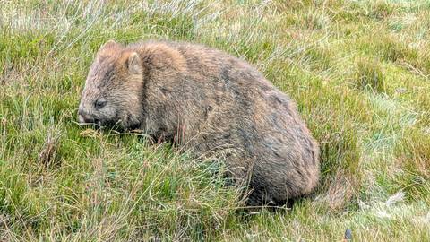       Wild wombat grazing in alpine grasslands with soft morning light.
  