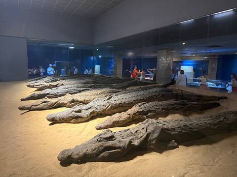       Row of mummified crocodiles displayed behind glass in a dimly lit temple museum.
  