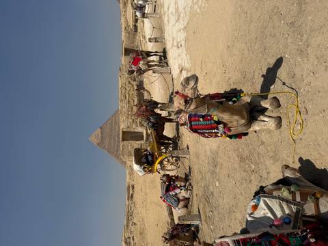       Decorated camels rest on sandy plateau with a pyramid rising behind under clear sky.
  