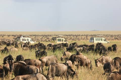      Large herd of wildebeest on the Maasai Mara plains with safari jeeps observing from a distance.
  