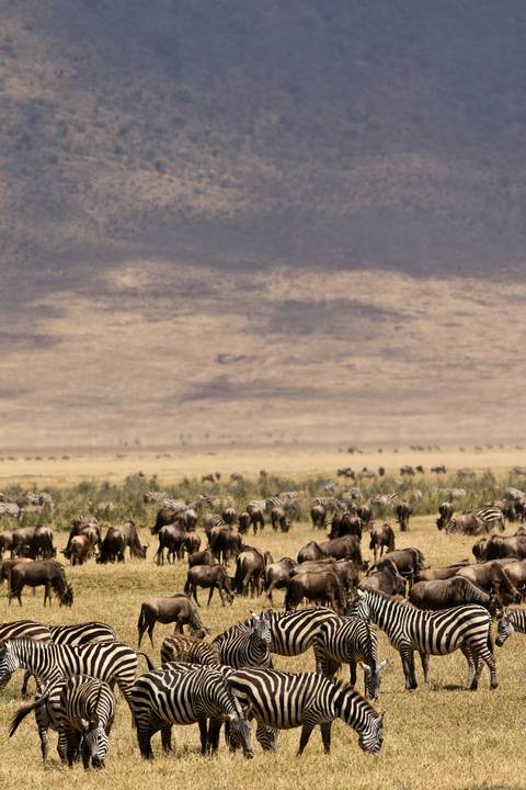       Distant view of mixed zebra and wildebeest herds grazing across a vast savanna with hazy hills beyond.
  
