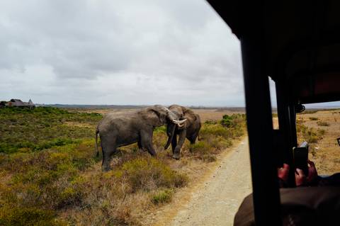       Two bull elephants spar on a dirt track while tourists watch from an open safari vehicle.
  