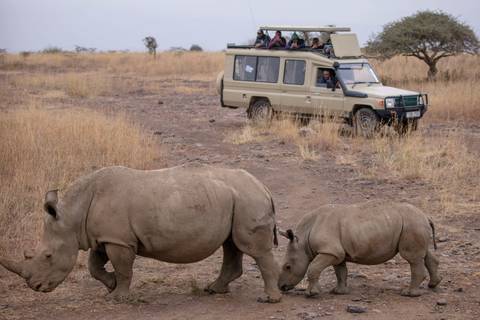       Adult rhino and calf walk past a stationary safari jeep with tourists photographing from the roof.
  