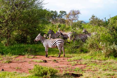       Group of zebras grazing in lush green shrubs and red earth after recent rains.
  