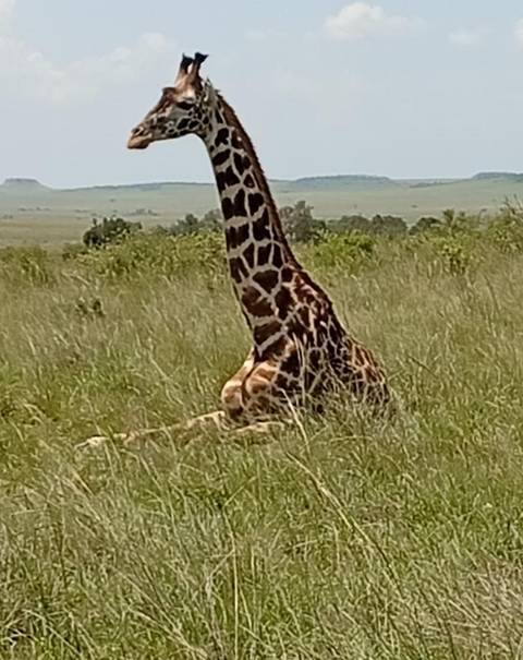      Giraffe resting in tall grass on the African savannah, distant plains behind.
  