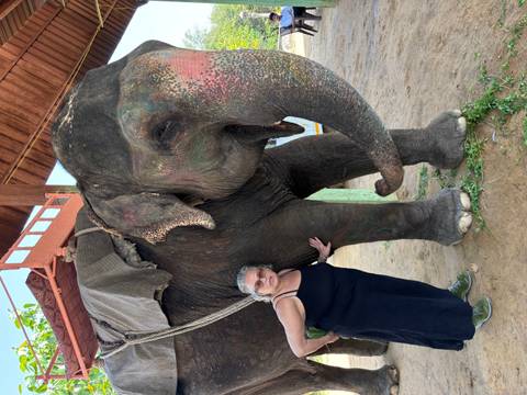       Traveler touching a painted Asian elephant inside a rustic shelter.
  