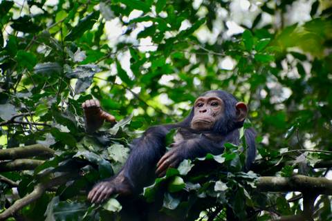       Young chimpanzee relaxes on leafy branches in dense green forest canopy.
  