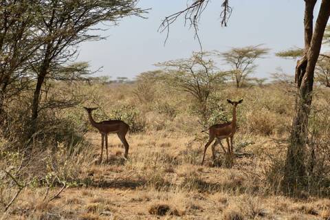       Two slender antelopes standing among dry bushes and acacia trees in a semi-arid savannah landscape.
  
