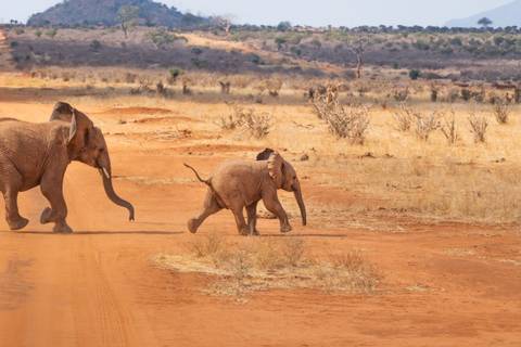       An adult elephant and a calf walking across a red dirt road in a dry savannah with scrubby vegetation.
  