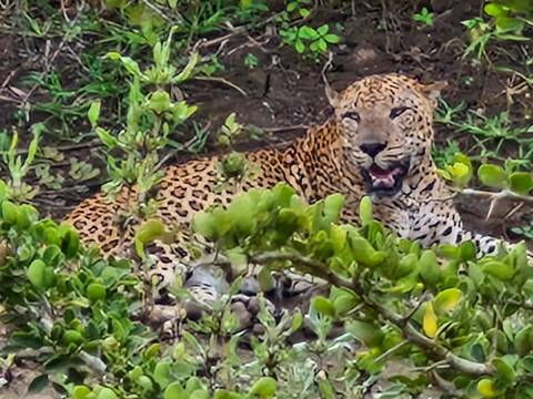       A leopard rests on the ground, its dappled coat partly hidden by leafy shrubs.
  