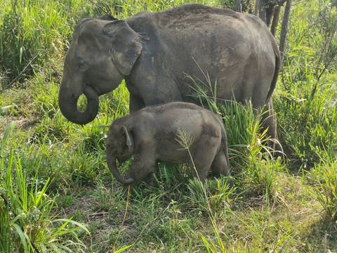       An adult elephant and its calf forage among tall grasses in a lush green habitat.
  