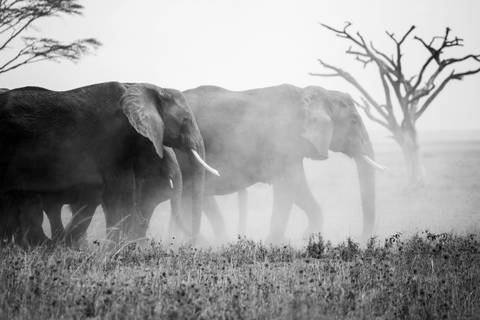       A line of elephants moves through swirling dust on an open savanna, captured in black and white.
  