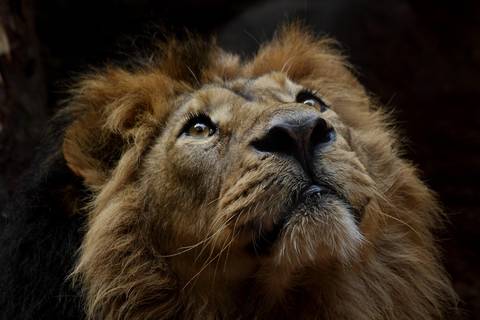       Close-up portrait of a lion gazing upward in soft natural light, highlighting its mane and whiskers
  
