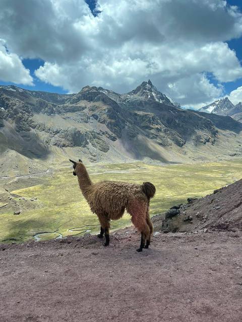       A lone llama stands on a high ridge overlooking a broad Andean valley and jagged peaks.
  