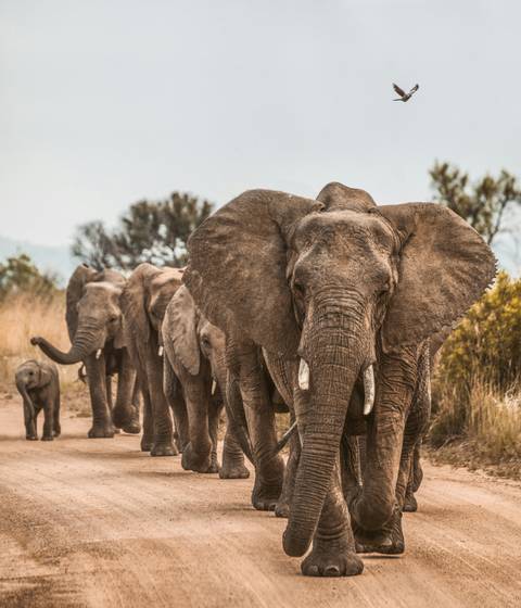       A close line of elephants led by a matriarch strides along a dusty track against scrub and hills.
  