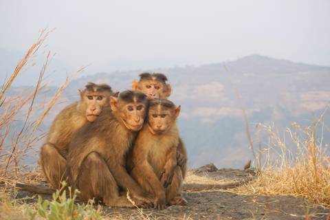       Four young monkeys sit closely together on a rocky ledge with hazy mountains in the background.
  