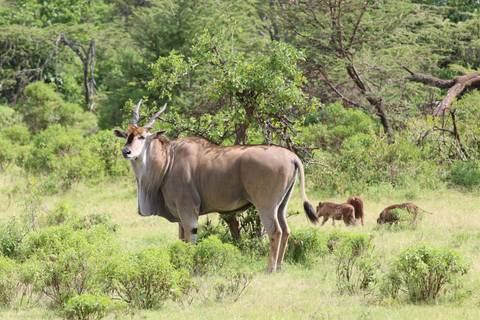       Eland antelope standing alert in green savanna with baboons foraging nearby
  