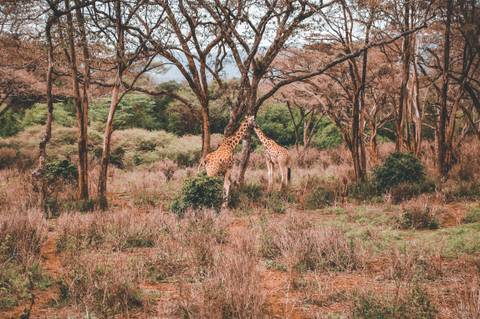      Two giraffes nuzzling beneath tall acacia trees in a dry woodland clearing
  