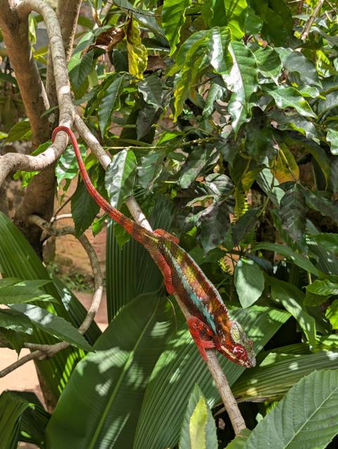       Colorful chameleon clings to a leafy branch in bright daylight.
  