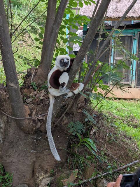       Lemur clings to a tree trunk, staring wide-eyed within lush green surroundings.
  