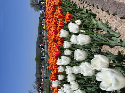       Vibrant rows of white and orange tulips in a sunny flower field with distant visitors and mountains.
  