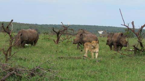       Open savannah scene with three rhinos grazing while a lioness stands alert nearby.
  