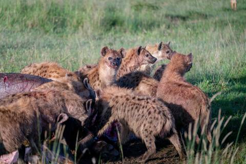       Group of hyenas feeding on carcass in grassy savannah during safari.
  