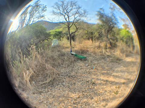       A peacock stands in dry scrubland near a solitary tree with hills in the background.
  