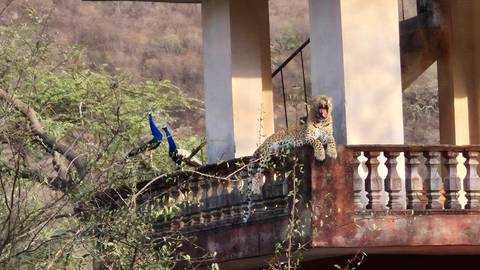       A leopard lounges on an old balcony beside two peacocks against a backdrop of dry hillside forest.
  