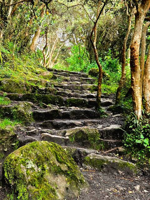       Moss-covered ancient stone steps ascending through lush cloud forest
  