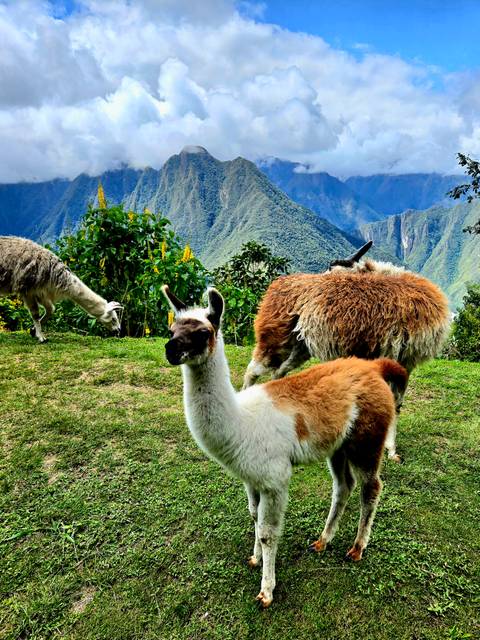       Llamas grazing on grassy terrace with high green Andean peaks behind
  