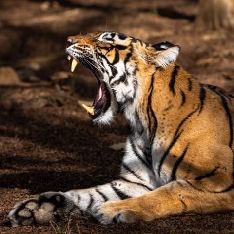      Photo d'avis client sur Taj Mahal et faune sauvage avec séjour royal dans des châteaux 
  