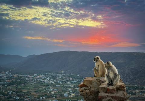       Two langur monkeys sit on a rock ledge overlooking a valley and town beneath a vibrant sunset sky
  
