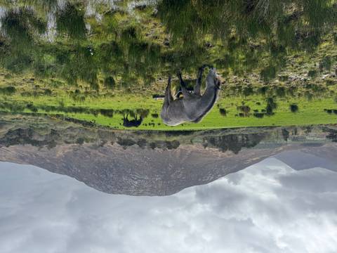       Two horses grazing on a lush green meadow with a rugged mountain backdrop under a grey sky.
  