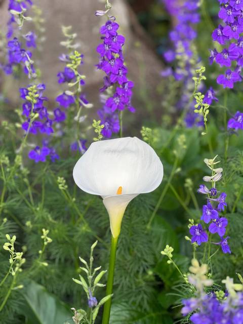       Macro shot of a single white calla lily surrounded by purple wildflowers.
  