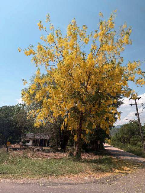       Large tree covered in cascading yellow blossoms standing beside a rural lane under blue sky.
  