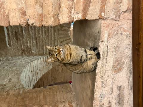       Tabby cat sitting serenely on stone ledge inside brick ruin
  