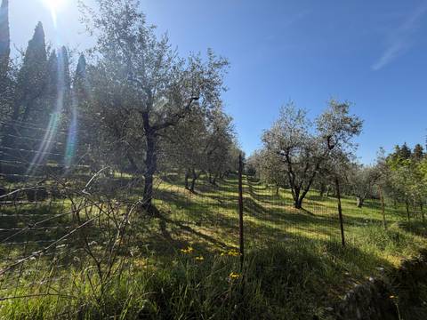       Sunlit olive grove on a gentle hillside with long shadows and clear blue sky.
  